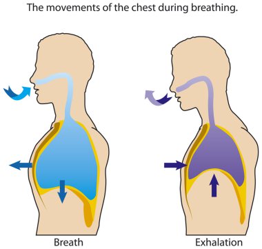 Breathing clipart