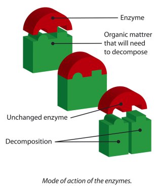 Enzymes clipart