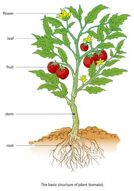 Tomato clipart