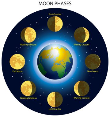Moon phases clipart