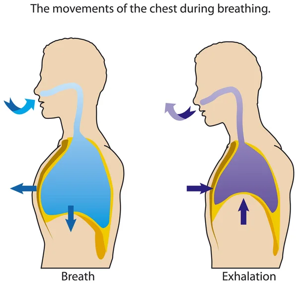 Breathing — Stock Vector