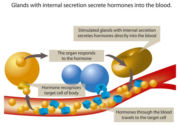 Hormone — Stockvektor