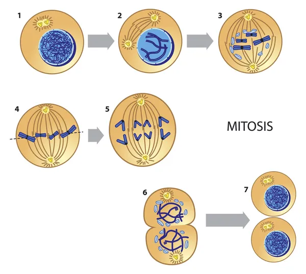 Mitose — Image vectorielle