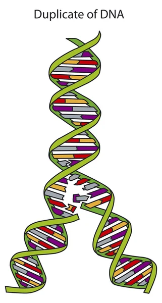 DNA replication — Stock Vector