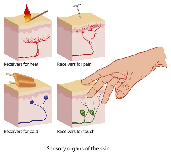 Sensores de piel — Archivo Imágenes Vectoriales