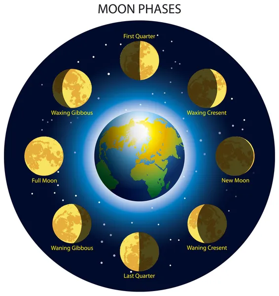 Фази місяця — стоковий вектор
