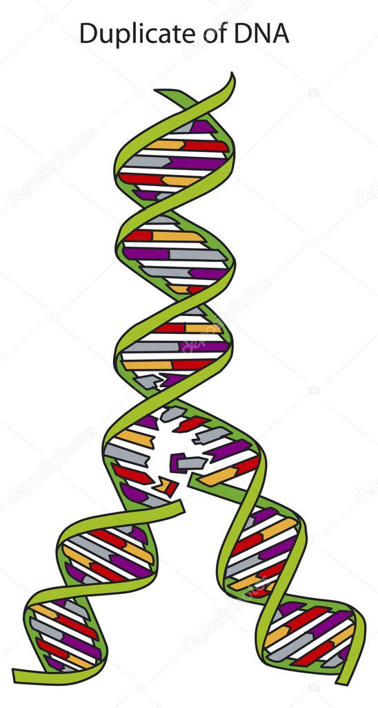 DNA replication Stock Vector Image by ©Lukaves #8841841