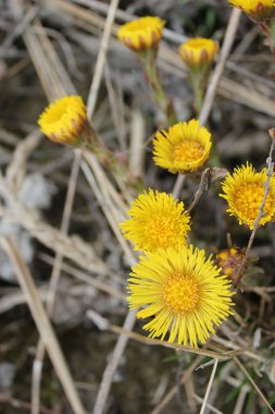 Coltsfoot clipart