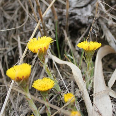 Coltsfoot