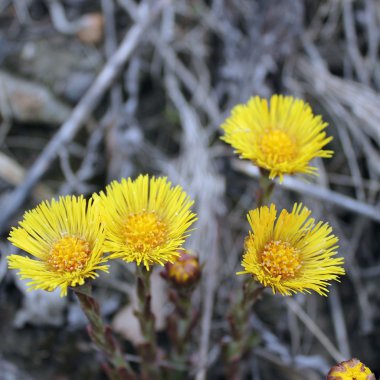 Coltsfoot