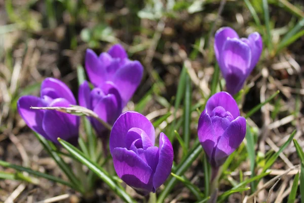 Crocuses — Stock Photo, Image