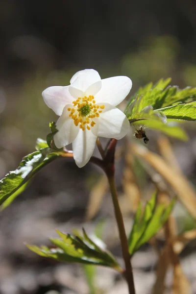 stock image Anemone