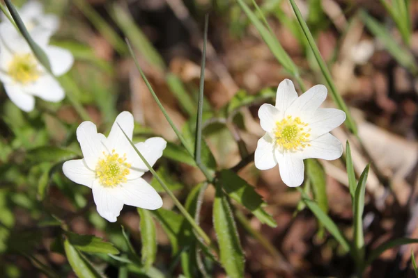 stock image Anemone