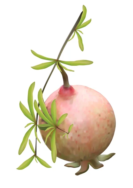 Pomegranate — Stock Vector