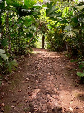 orman yolu, panama