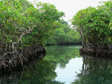 orman yolları, panama