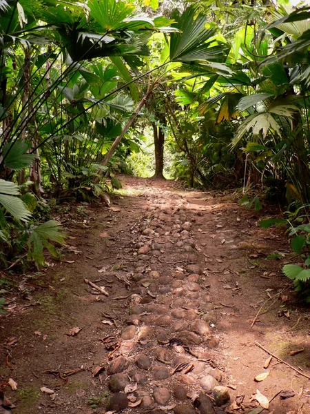 Jungle road, panama — Stockfoto