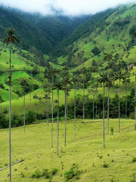 Salento e suas palmeiras, colômbia — Fotografia de Stock