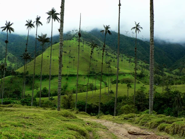 : Salento ve onun palmiye ağaçları, Kolombiya — Stok fotoğraf