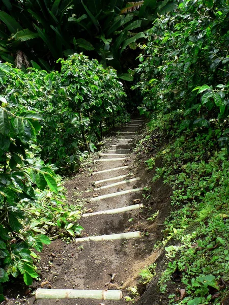 Path through coffee farm, colombia — Stock Photo, Image
