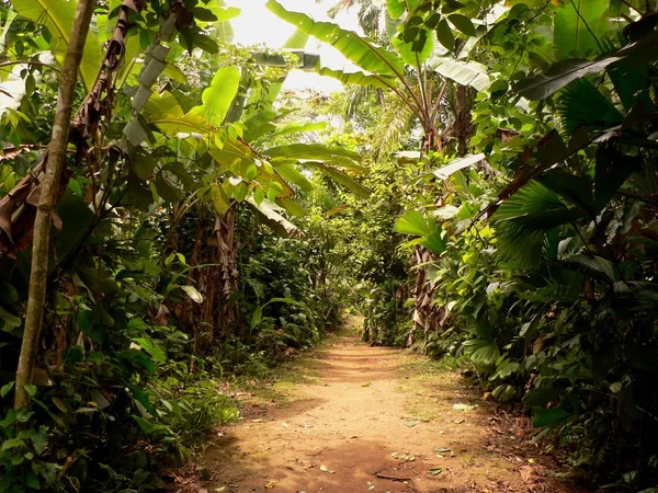 Jungle road, panama — Stockfoto