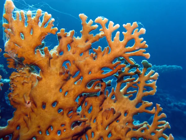 Korallrev med exotiska fiskar — Stockfoto
