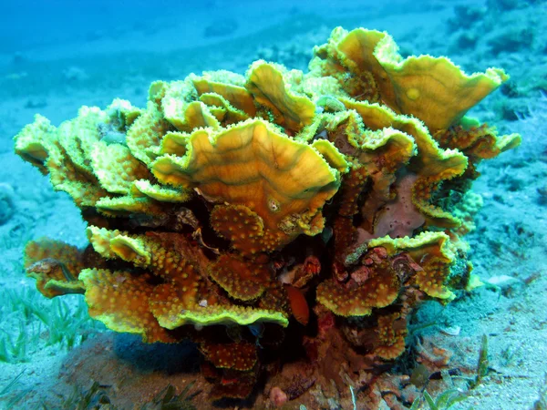 Recife de coral com coral amarelo — Fotografia de Stock