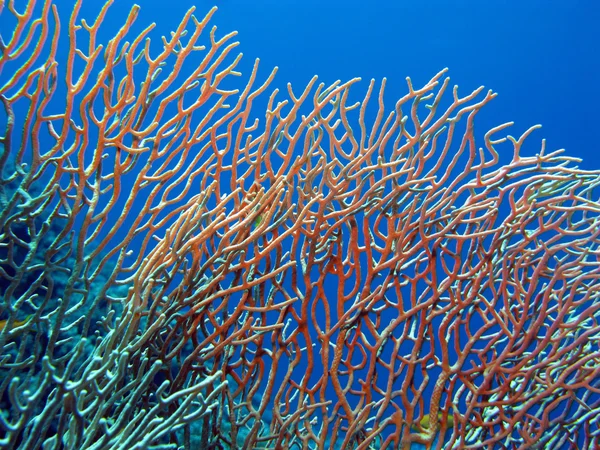 stock image Coral reef with gorgonian