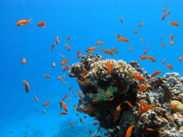 Coral reef with fishes — Stock Photo, Image