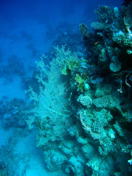 Mercan ile gorgonian — Stok fotoğraf