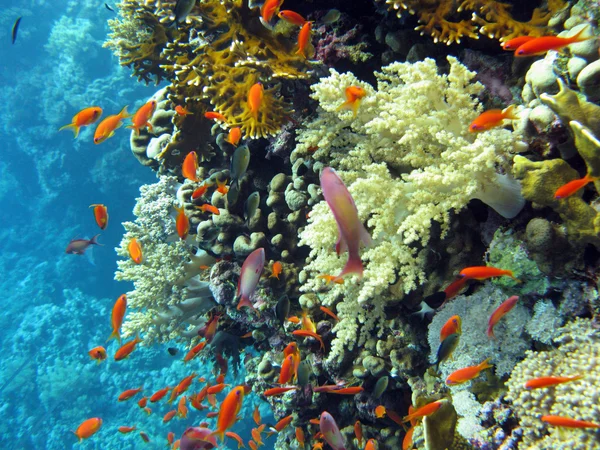 Coral reef with shoal of orange fishes — Stock Photo, Image