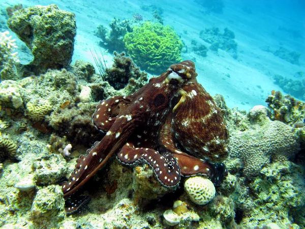 Coral reef with octopus — Stock Photo, Image