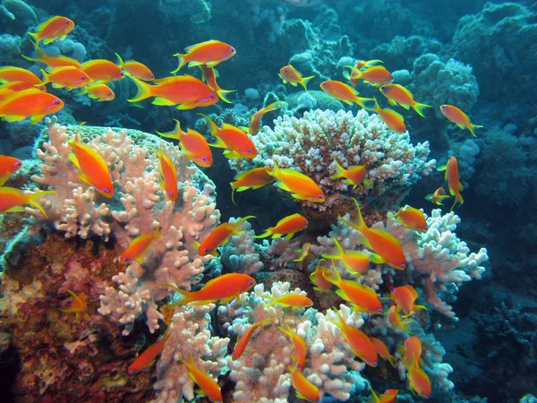 Récif corallien aux poissons exotiques — Photo