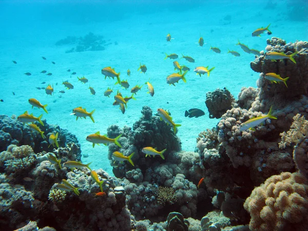 Coral reef egzotikus halak — Stock Fotó