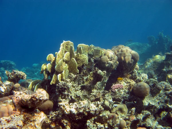 Коралловый риф с твердым кораллом — стоковое фото