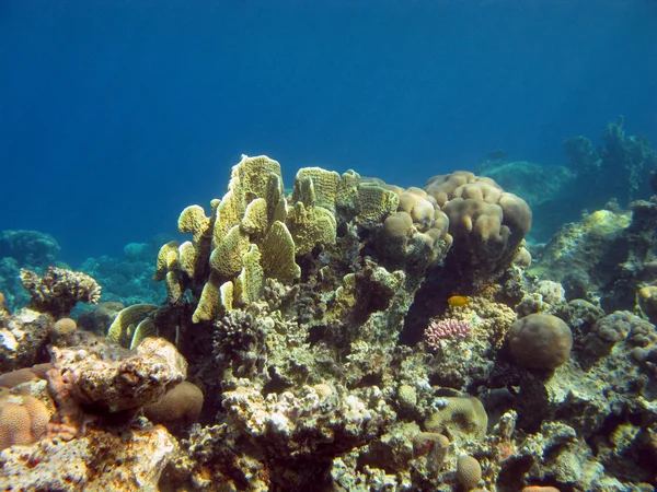 stock image Coral reef with hard coral