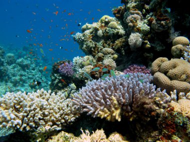 Coral reef with corals and exotic fishes