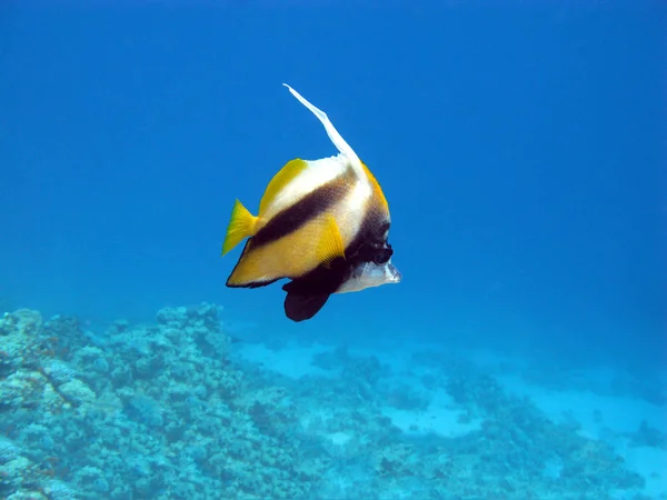 Butterflyfish a korálový útes — Stock fotografie