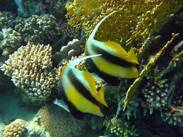 Korallenriff mit exotischen Fischen — Stockfoto