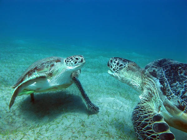 Cheloniidae, known as Sea turtle — Stock Photo, Image