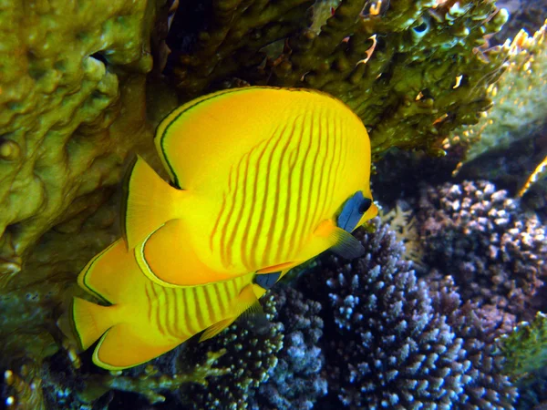 stock image Coral reef with exotic fishes