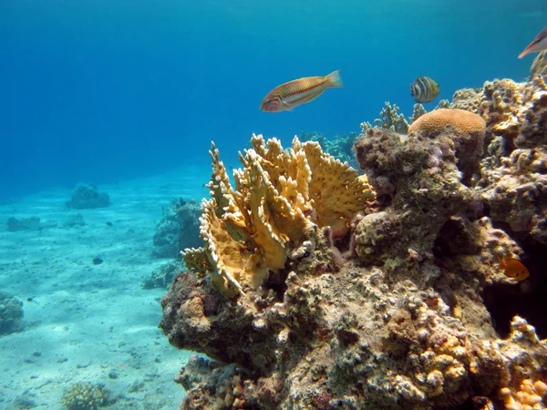 Κοραλλιογενή ύφαλο με κίτρινο φωτιά κοραλλιών — Φωτογραφία Αρχείου