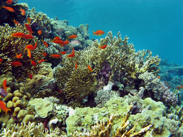 Korallrev på undersidan av röda havet — Stockfoto