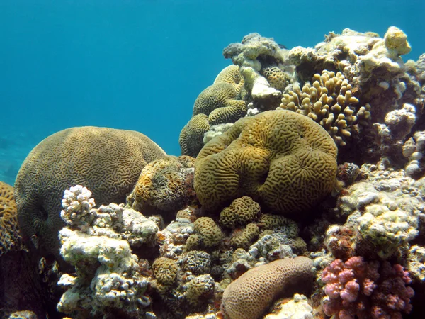 Коралловый риф с каменистыми кораллами — стоковое фото