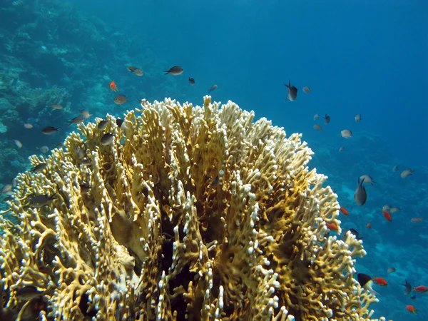Recife de coral com coral de fogo único — Fotografia de Stock