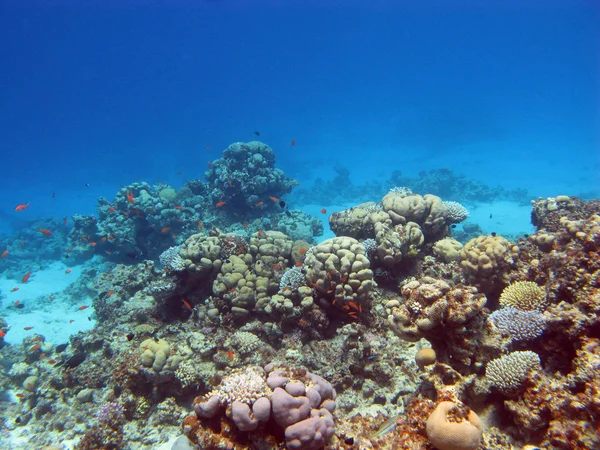 Korall zátony-val kemény korall — Stock Fotó