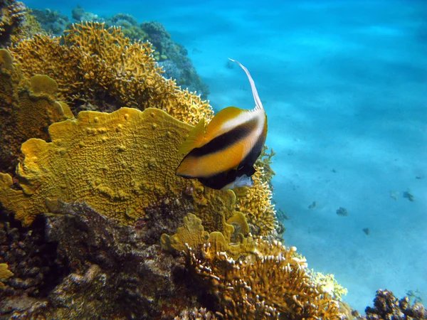 Coral reef with fire coral and butterflyfish — Stock Photo, Image
