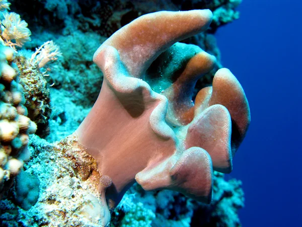 Κοραλλιογενή ύφαλο με μαλακά κοράλλια — Φωτογραφία Αρχείου