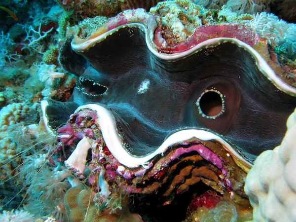 Korallenriff mit Riesenmuschel auf dem Grund des Roten Meeres Stockbild