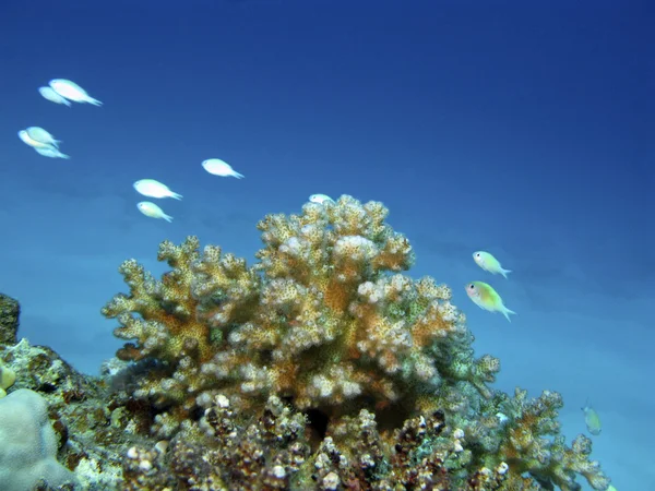 Koraalrif met exotische vissen — Stockfoto